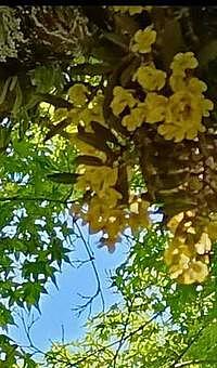 カヤランと風ランの出会い