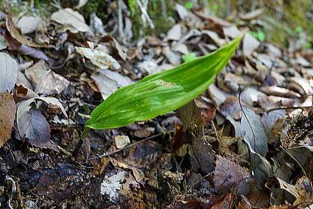 サイハイランとの10年