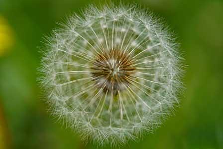 タンポポ綿毛の幾何学模様