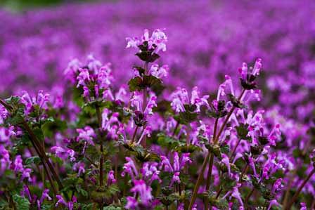 雑草の赤紫色の楽園