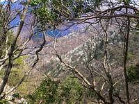 白い花の名前はタムシバ