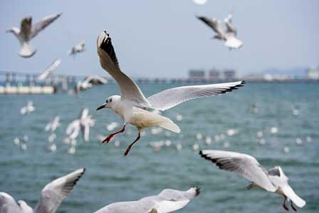 琵琶湖の鳥たちとの出会い/浮御堂