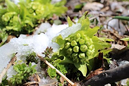 薹の文字から見るフキノトウ