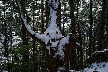 静雪の霊木との出会い/三上山