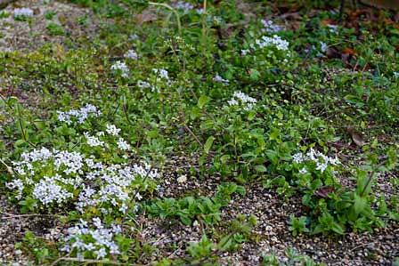 「庭に咲く小さな旅人」草花イオノプシディウム・アカウレ