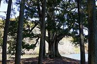 輪を描く木/岩尾山