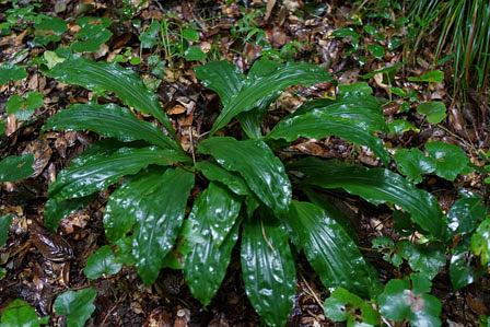 ひっそりと咲く黄エビネの記憶