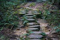 キッコウハグマの不思議と自然への探求/鏡山