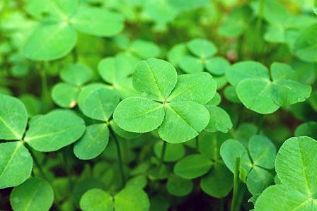四つ葉のクローバーが教えてくれたこと