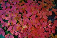 春夏冬の三季になったら