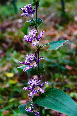三上山でホトトギスとの出会い