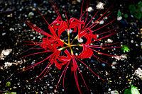 彼岸花の多彩な色彩と意味