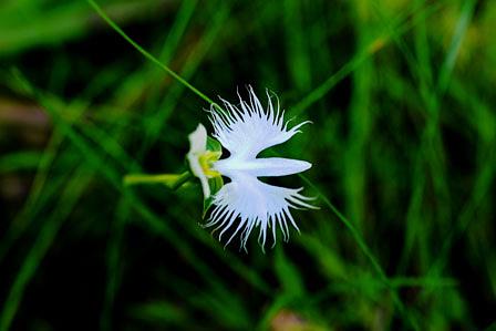 自然との調和：サギソウの美
