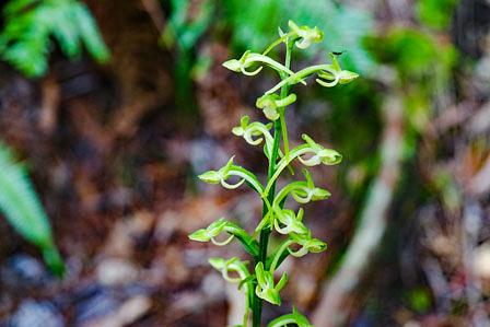オオバノトンボソウの楽園：三上山の攪乱地帯での共生の物語