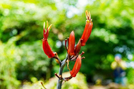 40年に一度の花が咲いた/水生植物公園みずの森