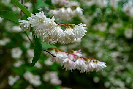 ウツギの魅力と思い出/花緑公園にて