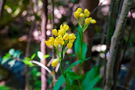 希望ヶ丘で見つけた貴重なキンラン