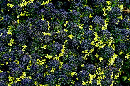 ブロッコリーの花