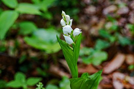 3年越しに「銀ラン」/野洲市