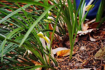 身近なところの春蘭探し/滋賀