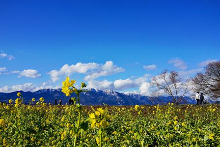 比良山と菜の花あれこれ