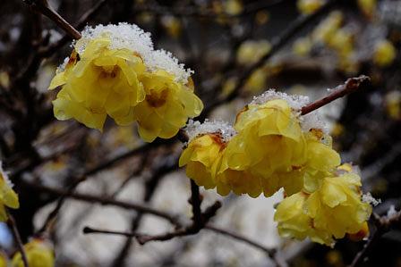 雪中のろうばい