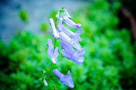 冬に咲かせた秋丁字