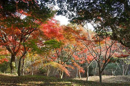 秋リンドウ/希望が丘