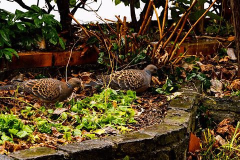 冬にやってくるキジ鳩夫婦