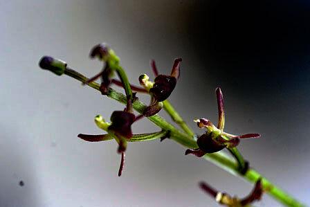 三上山周辺のコクランを求めて
