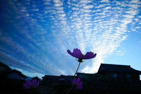 小さい秋見つけた/コスモス