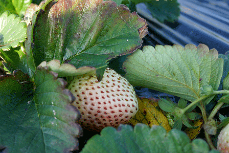 雪中の白い大粒イチゴ