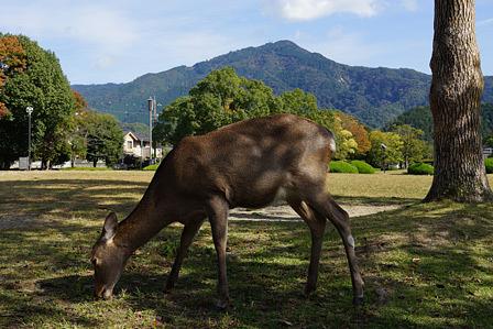 コロナあれこれ憂う