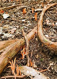 小さい秋/ベニナギナタタケ