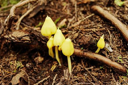 貴重な青いキノコ「ソライロタケ」/希望が丘