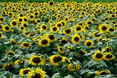 オリンピック大野将平の一言