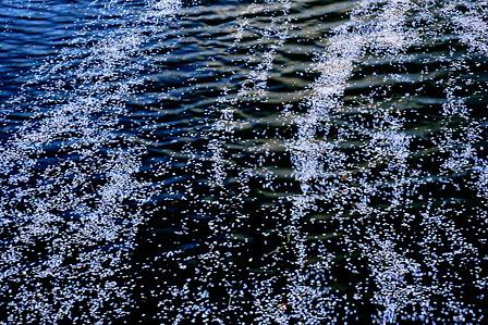 祇王井川の珍しい花筏