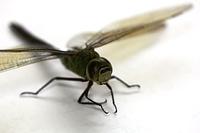 部屋に迷い込んだトンボ
