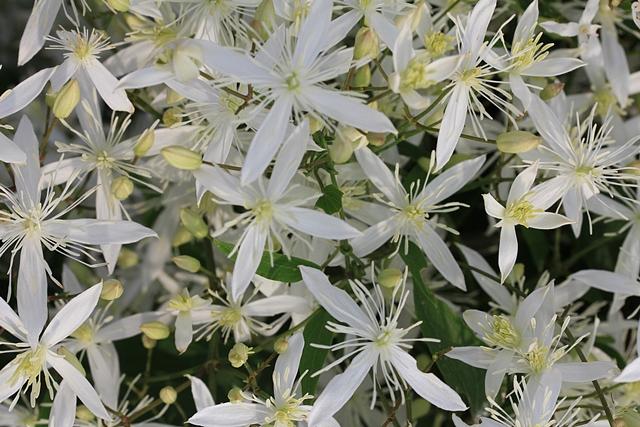 野洲市内の祇王井川の仙人草