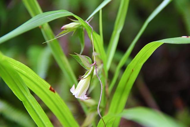 三上山に咲くツルリンドウ