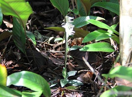 三上山の山野草「みやまうずら」