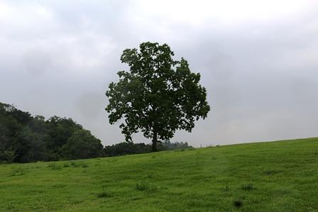 希望が丘/一本の木