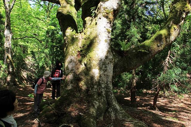 芦生の森下谷の巨木散策