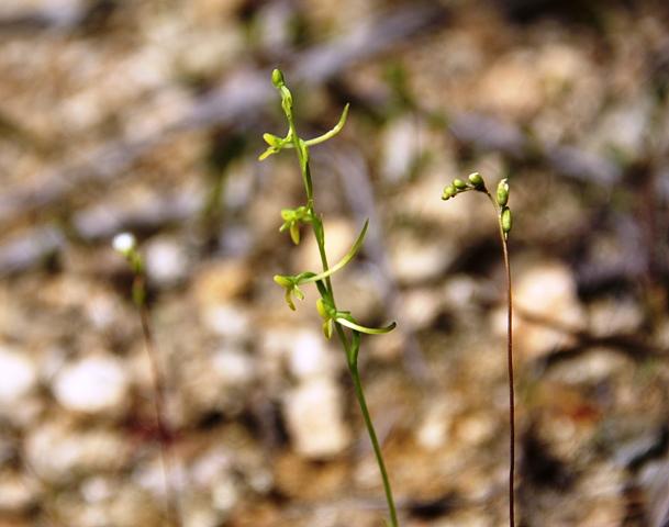 希望が丘のコバトンボ草
