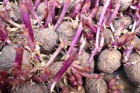 ジャガイモ自前の種芋３年/きたあかり