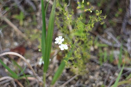 希望が丘の湿地に咲く「いしもちそう」
