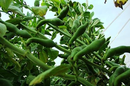 　ソラマメの種から収穫まで