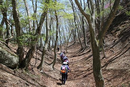 癒しの空間のブナ清水/アカヤシオ咲く