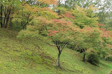 希望が丘日本庭園「冬の花わらび」