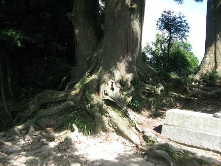 千日回峰の「玉体杉」を訪ねる